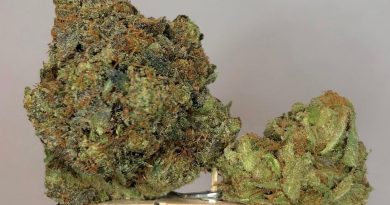 trainwreck by unknown breeder in arcata ca strain review by cannabisseur604
