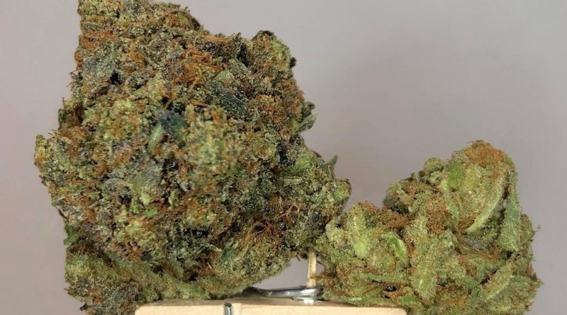 trainwreck by unknown breeder in arcata ca strain review by cannabisseur604