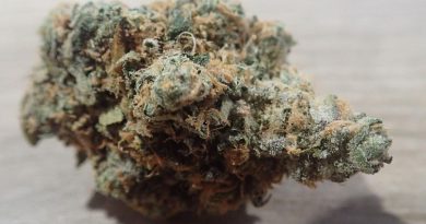 triangle kush from the cali club tenerife strain review by the_originalcannaseur