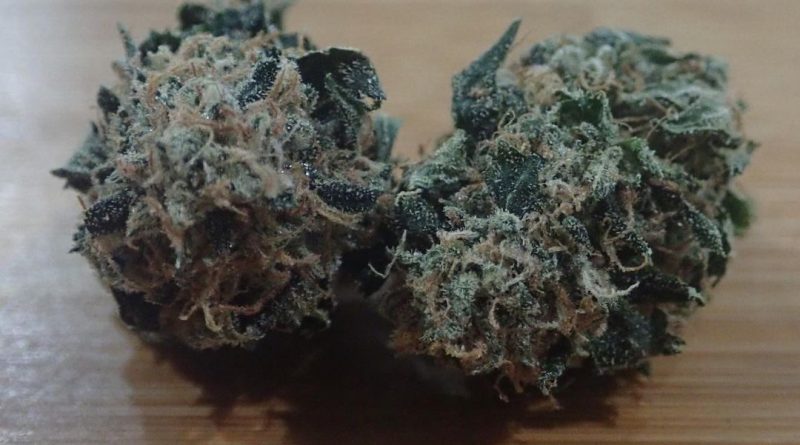 triangle kush from the green house tenerife strain review by the_originalcannaseur