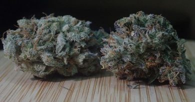 tropicanna cookies f2 by oni seeds co strain review by the_originalcannaseur