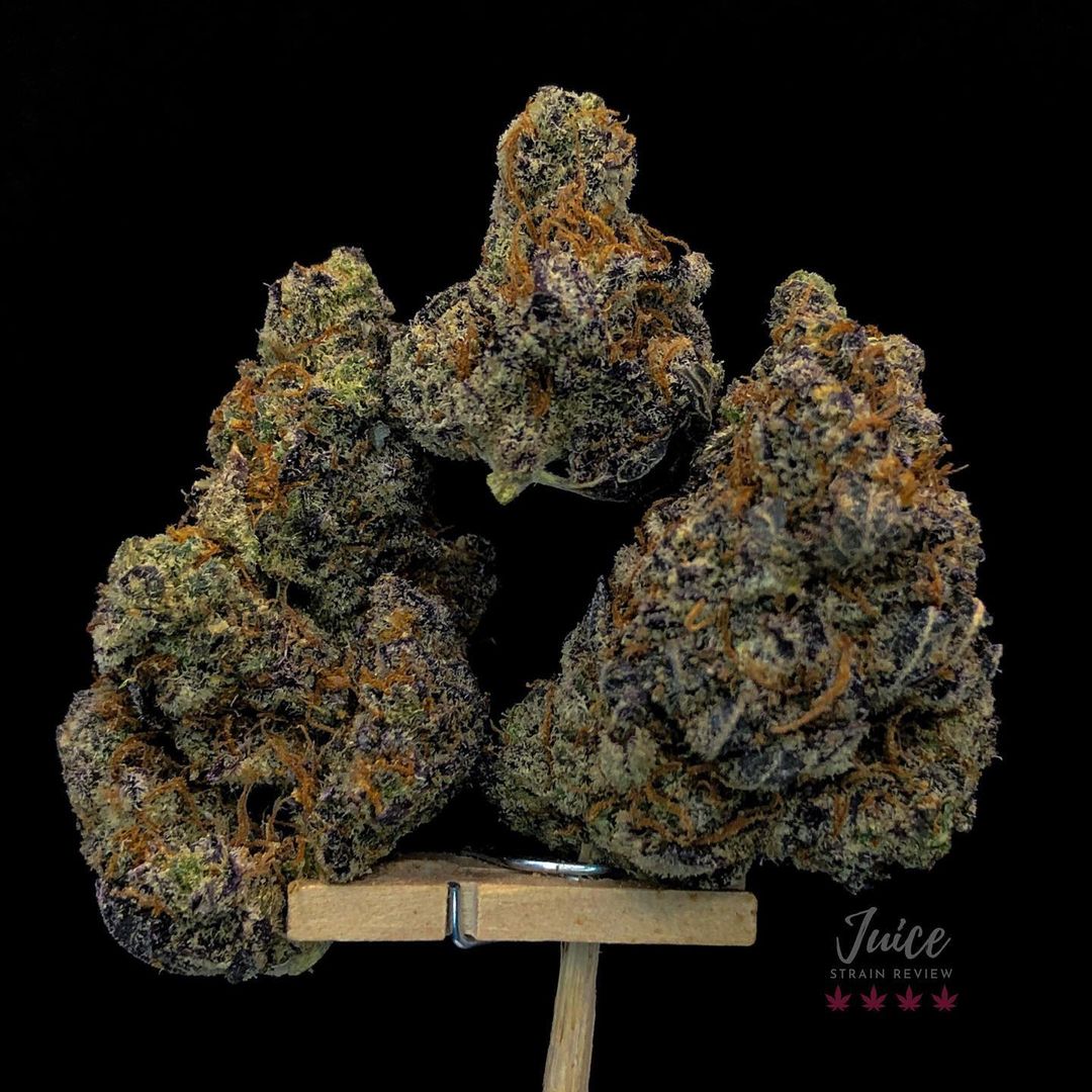 Strain Review: Trunk Funk Seed Bank - The