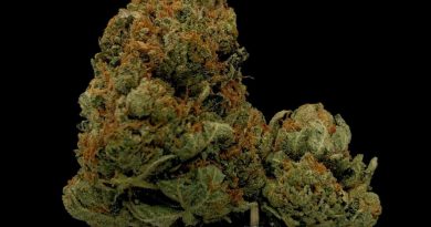 tuna kush by hazeman strain review by cannabisseur604