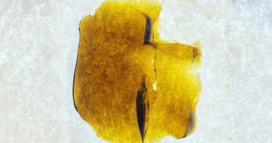 violet flame shatter by indoor sunshine concentrate review by 502strainsheet
