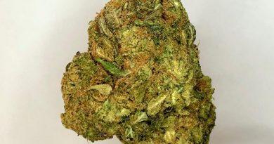 white castle by nirvana seeds strain review by cannbisseur604