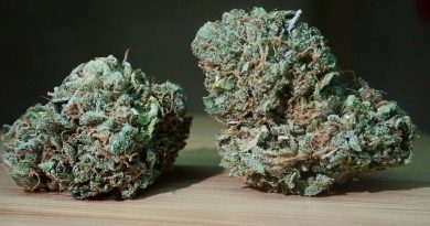 z3 by terp hogz strain review by the_originalcannaseur