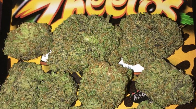 zheetos by big buddha seeds strain review by boofbusters420