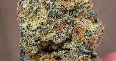 zombie og by georgetown flavors strain review by budfinder