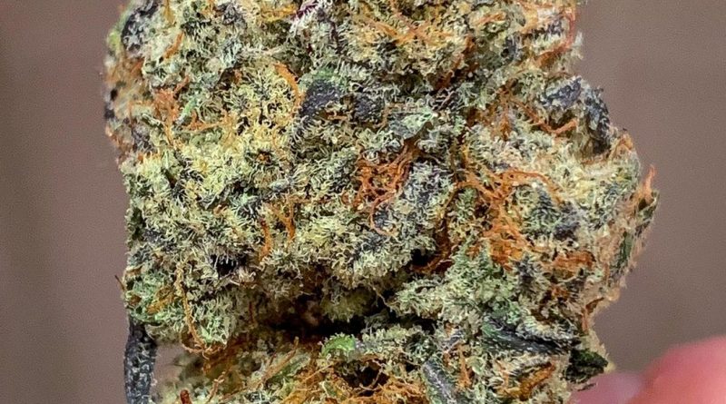 zombie og by georgetown flavors strain review by budfinder