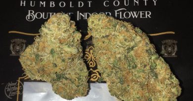 biscotti cake lion's cut by lionboldt farms strain review by boofbusters420