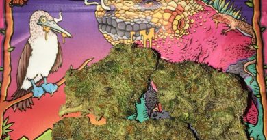 cereal milk by darwin farms strain review by boofbusters420
