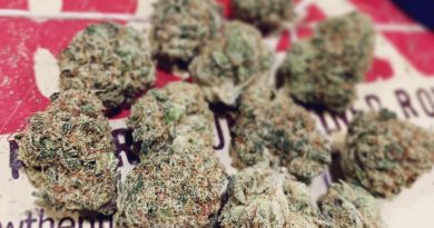 con leche by cuban crew strain review by austnpickett