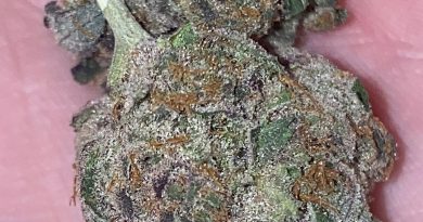 dead hot strawberries by indico strain review by no.mids
