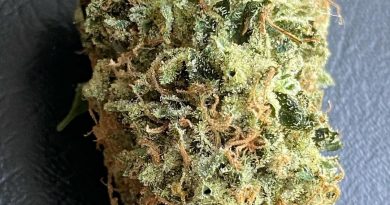 dog patch by high expression cannabis strain review by jean_roulin_420