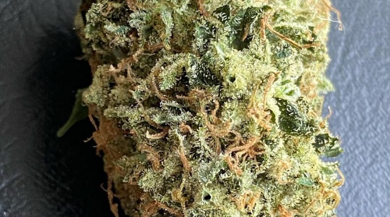 dog patch by high expression cannabis strain review by jean_roulin_420