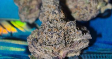 dreamsicle gelato by jelly cannabis co strain review by bigwhiteash 2