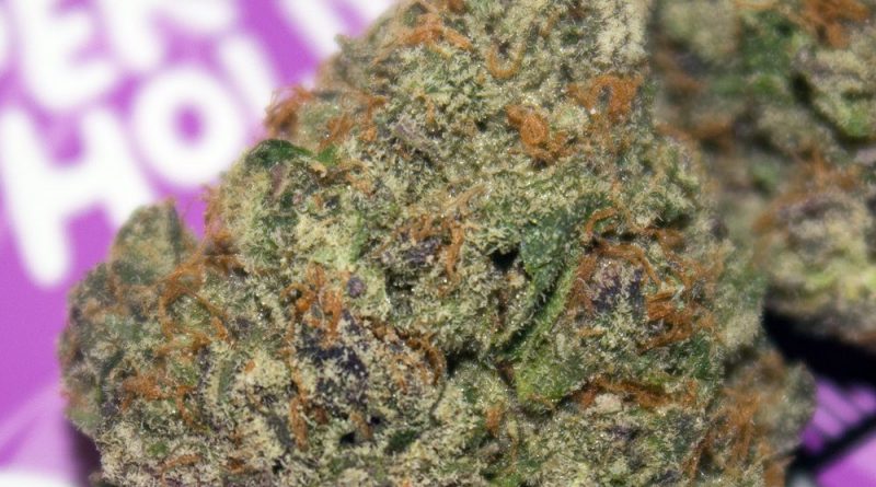 el capitan by the herb connoisseurs strain review by bigwhiteash
