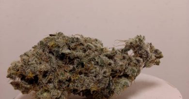 gmo by rose bud growers strain review by pdxstoneman