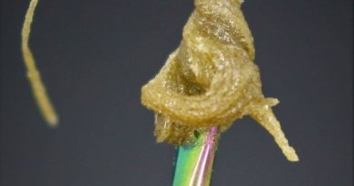 ice cream cake bubble hash by byrd extracts co concentrate review by cannasaurus_rex_reviews