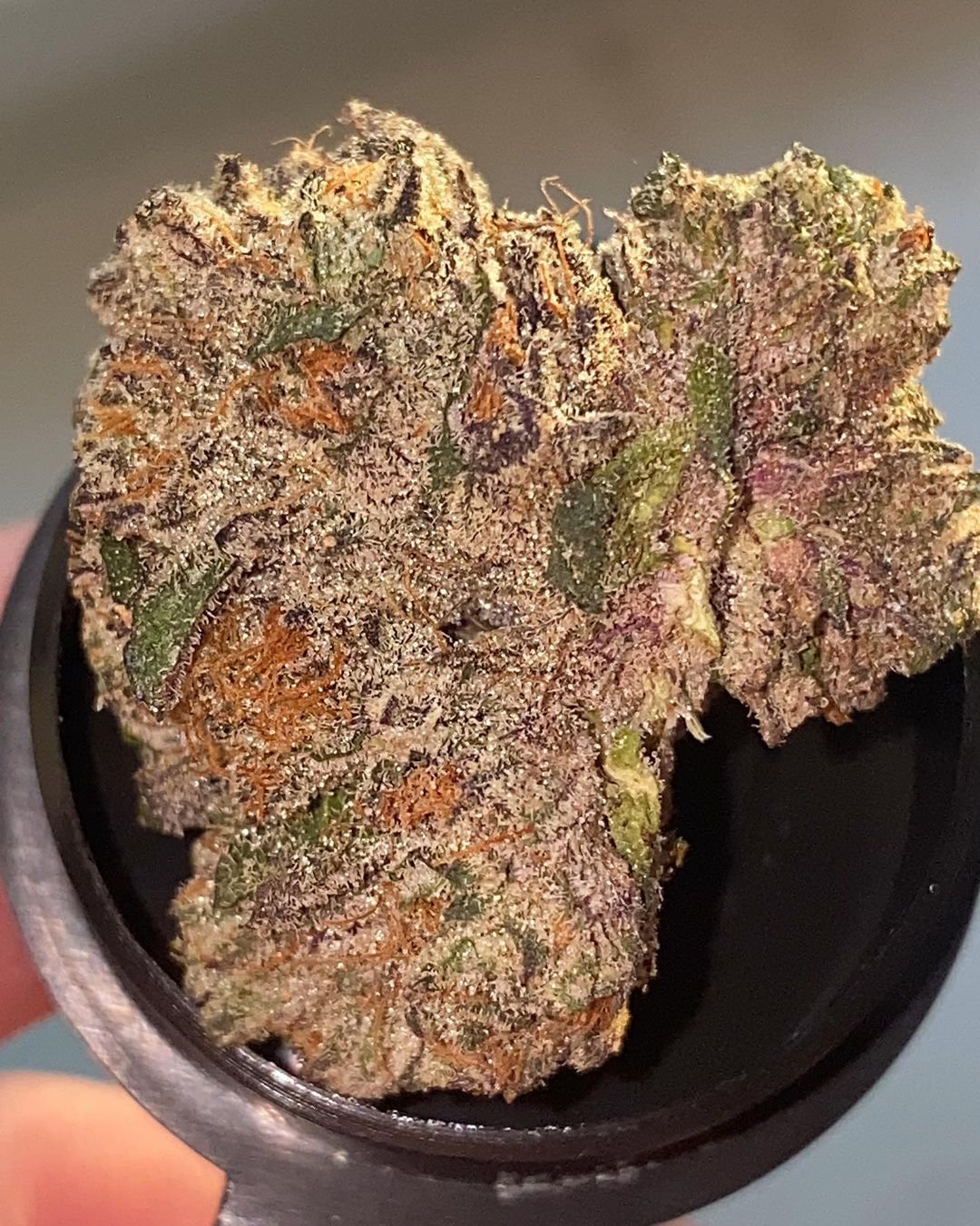 strain-review-ice-cream-cake-by-champion-cannabis-the-highest-critic