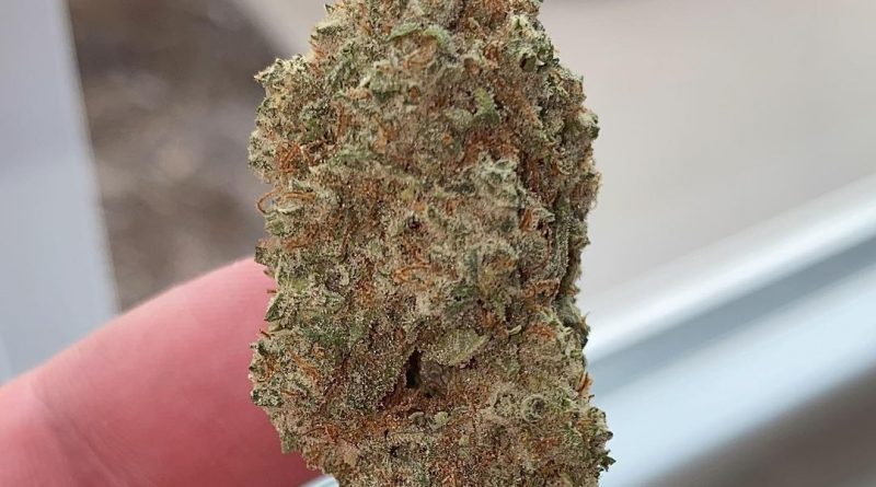 island punch by stash house strain review by no.mids