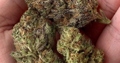 kimbo kush by billo premium cannabis strain review by austnpickett