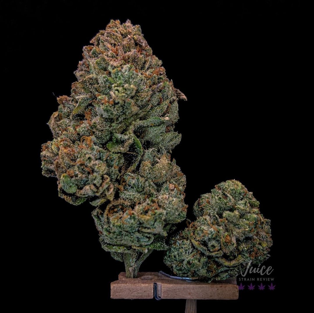 Strain Review: LA Kush Cake by Seed Junky Genetics - The Highest Critic