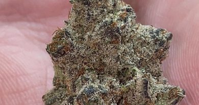 memberberry by stash house strain review by no.mids
