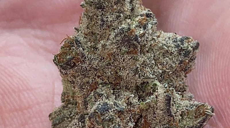 memberberry by stash house strain review by no.mids