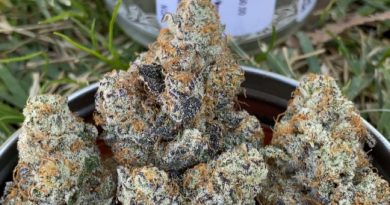 modified grapes by nectar farms strain review by slumpysmokes
