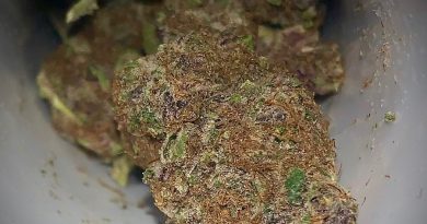 oregon diesel by billo premium cannabis strain review by austnpickett