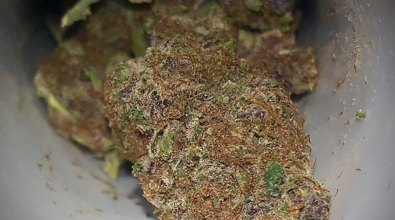 oregon diesel by billo premium cannabis strain review by austnpickett