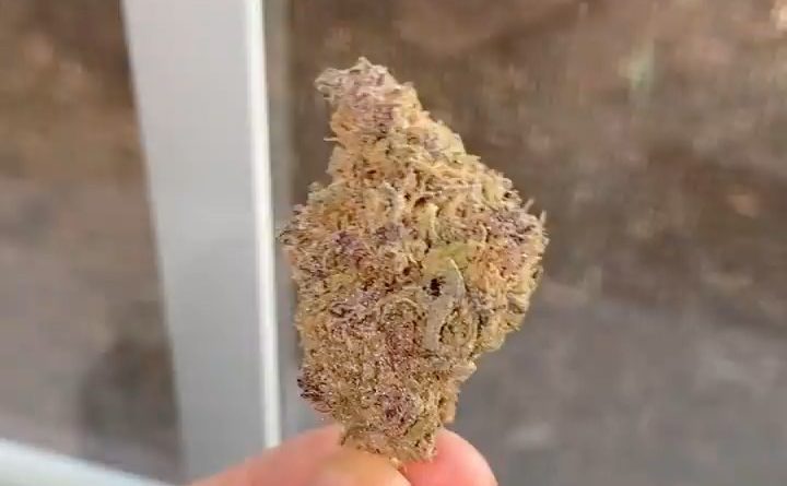 purple jah goo by natural alternatives strain review by no.mids