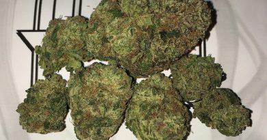 skilati by the tenco strain review by boofbusters420