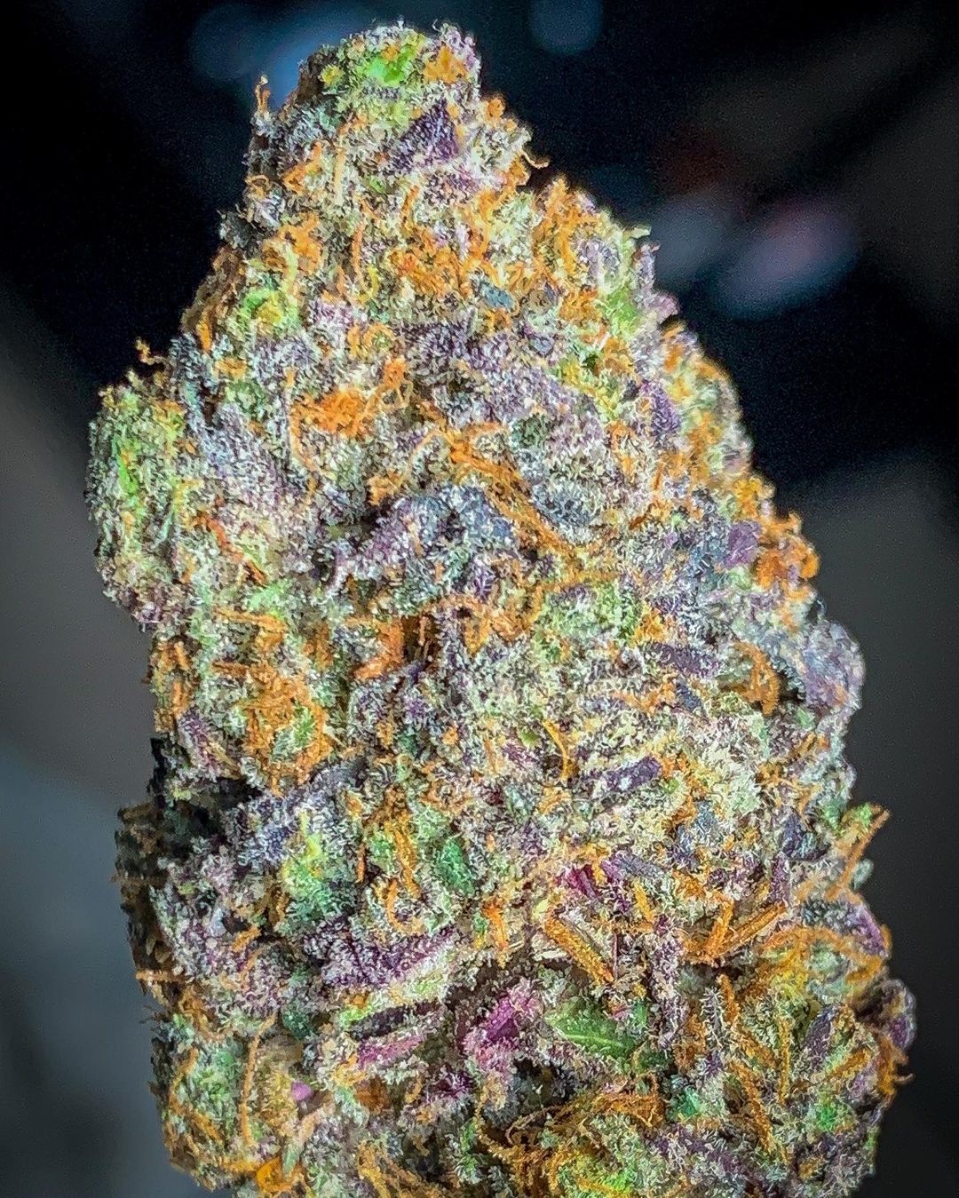 Strain Review: Black Gushers by Gas No Brakes - The Highest Critic