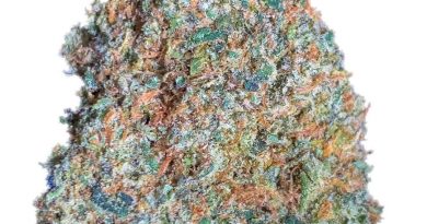 blue icee by only the flame strain review by budfinderdc