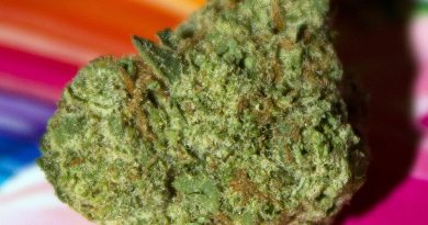 fritzlato by f.r.i.t.z. strain review by bigwhiteash