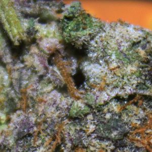 gary payton by fritz strain review by bigwhiteash 2