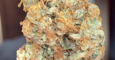 mandarin cookies by district florist strain review by budfinderdc