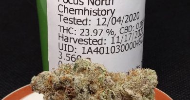 pot roast by focus north strain review by pdxstoneman