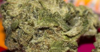 prickly pear by turtle pie co strain review by bigwhiteash