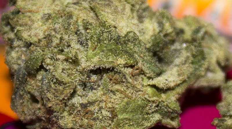 prickly pear by turtle pie co strain review by bigwhiteash