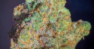 sherbhead by vapackboyz strain review by budfinderdc