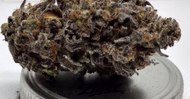 apple fritter by strains canna strain review by pdxstoneman