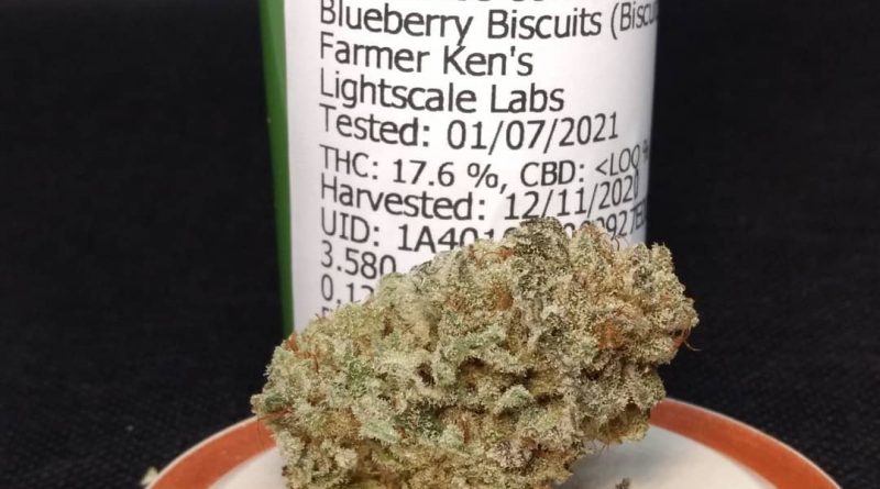 blueberry biscuits by biscuit boyz strain review by pdxstoneman