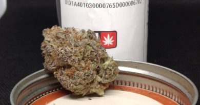 cannon beach cookies by oregrown strain review by pdxstoneman