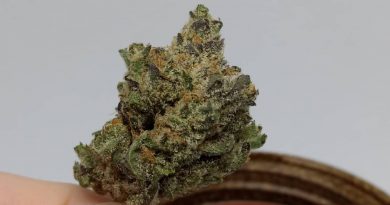 don mega by rosebud growers strain review by pdxstoneman