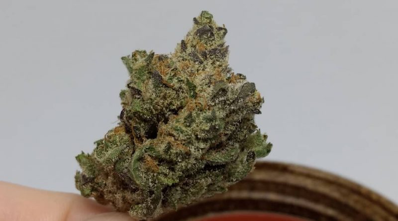 don mega by rosebud growers strain review by pdxstoneman