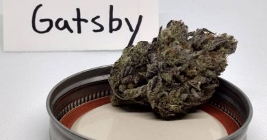 gatsby by strains strain review by pdxstoneman