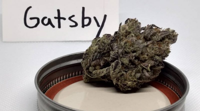 gatsby by strains strain review by pdxstoneman